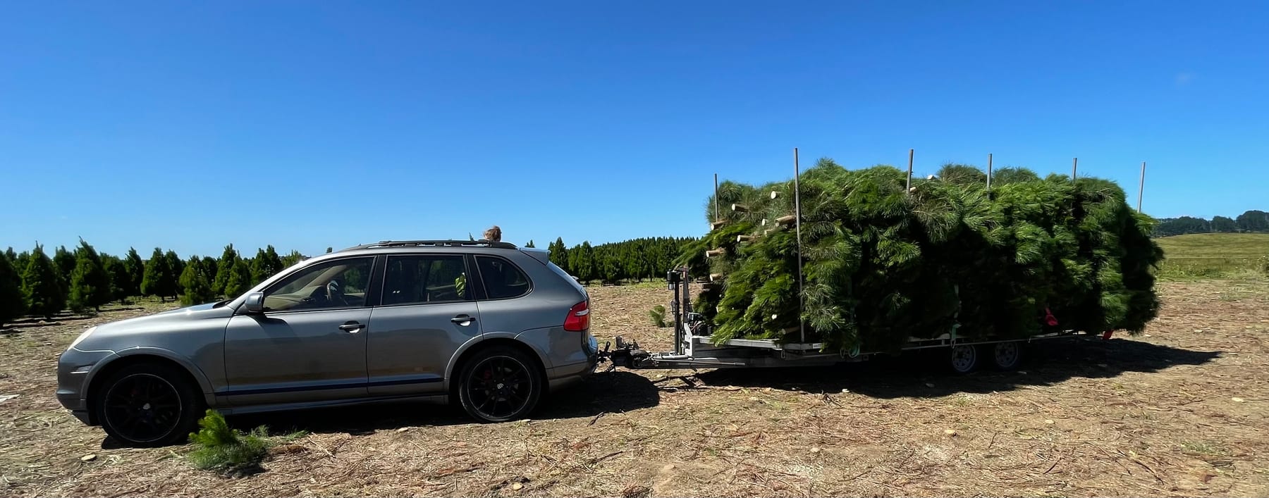 A car towing a trailer loaded with wrapped Christmas trees through a tree field
